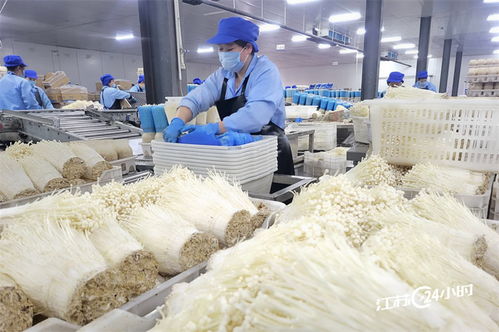 工廠化種植食用菌供應市場