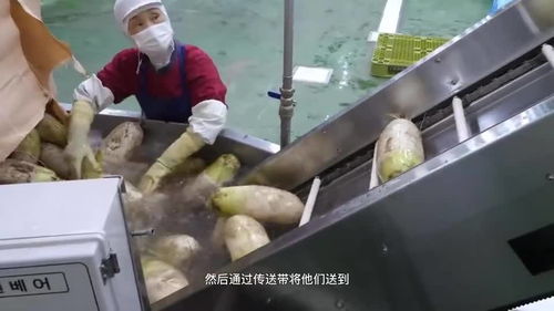 衛生條件可以媲美酸菜加工廠的泡菜工廠,這個食品你能吃的下么