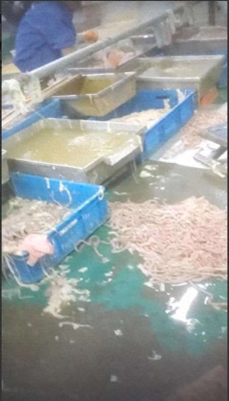 記者揭食品廠臟亂內(nèi)幕 衛(wèi)生問題觸目驚心，電話泄露與焊錫絲銷售牽出背后利益鏈